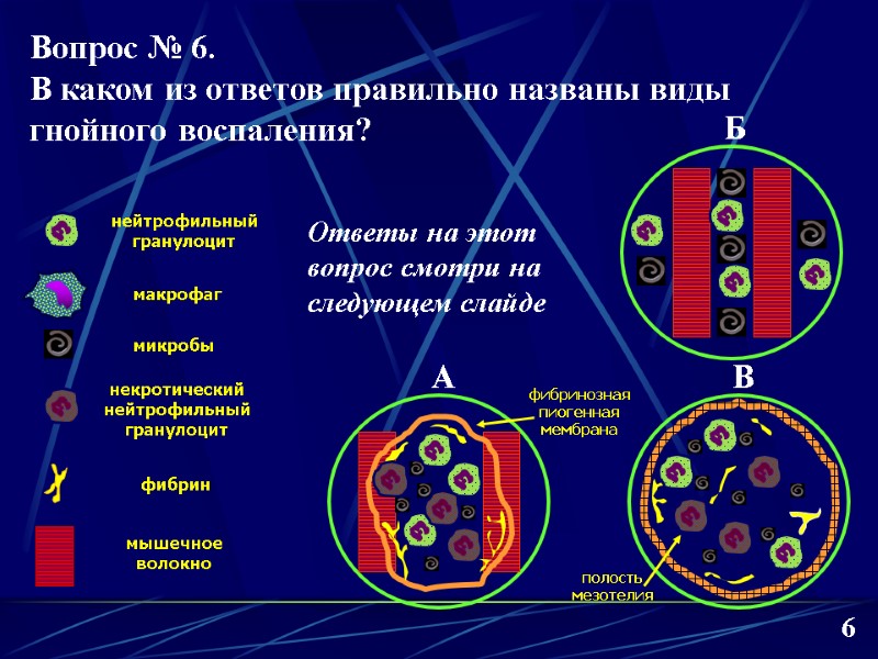 нейтрофильный гранулоцит макрофаг микробы некротический нейтрофильный гранулоцит фибрин мышечное волокно фибринозная пиогенная мембрана 